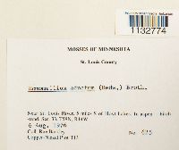 Homomallium adnatum image