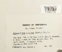 Homomallium adnatum image