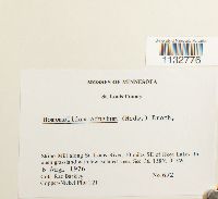 Homomallium adnatum image