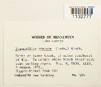 Homomallium adnatum image