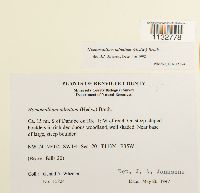 Homomallium adnatum image