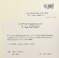 Homomallium adnatum image