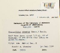 Homomallium adnatum image