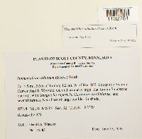 Homomallium adnatum image