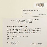 Homomallium adnatum image