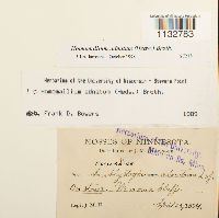 Homomallium adnatum image