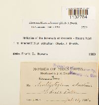 Homomallium adnatum image