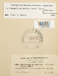 Homomallium adnatum image