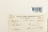 Homomallium adnatum image