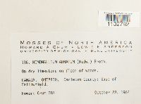 Homomallium adnatum image