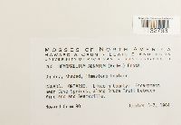 Homomallium adnatum image