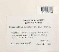 Homomallium adnatum image