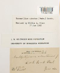 Homomallium adnatum image