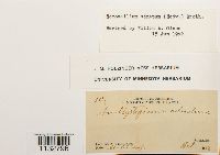 Homomallium adnatum image