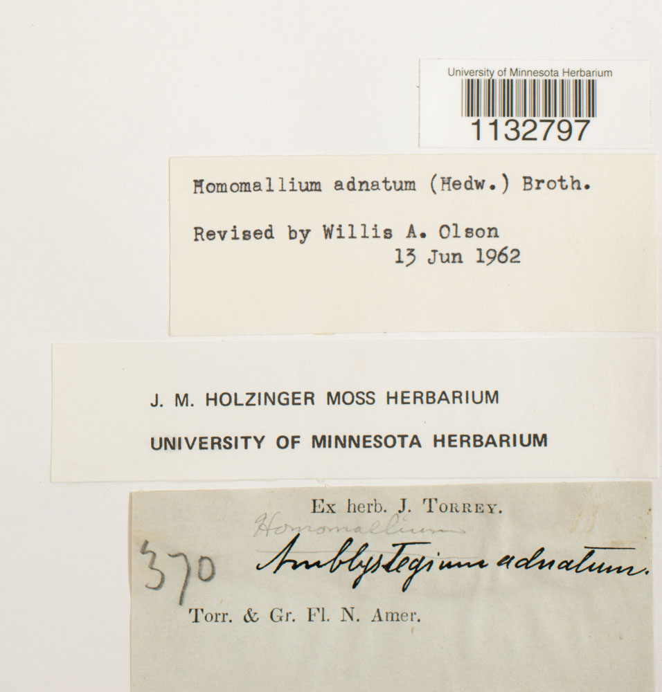 Homomallium adnatum image