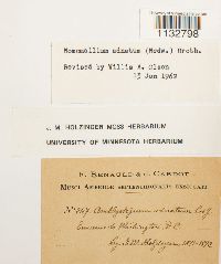 Homomallium adnatum image