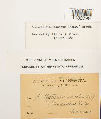 Homomallium adnatum image