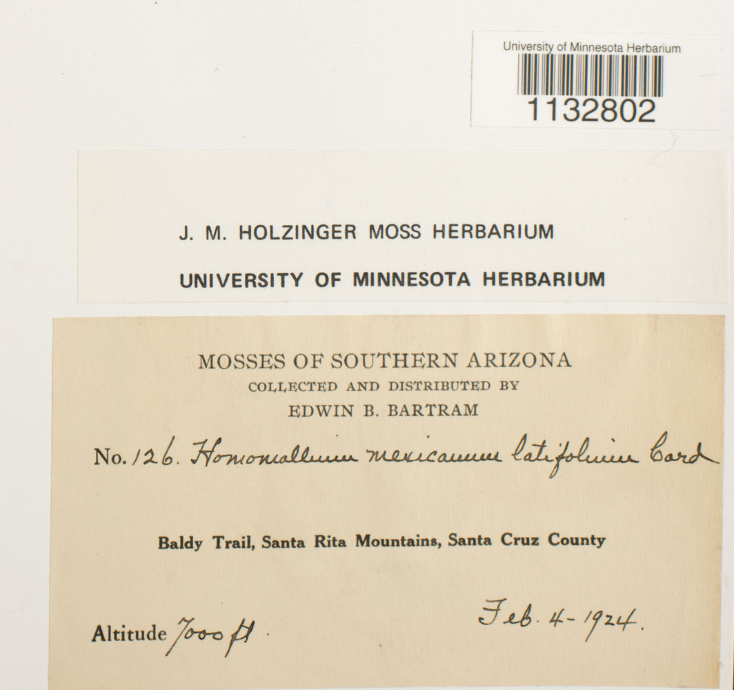 Homomallium mexicanum var. latifolium image