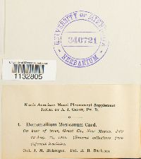 Homomallium mexicanum image