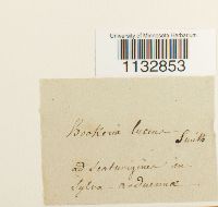 Hookeria lucens image