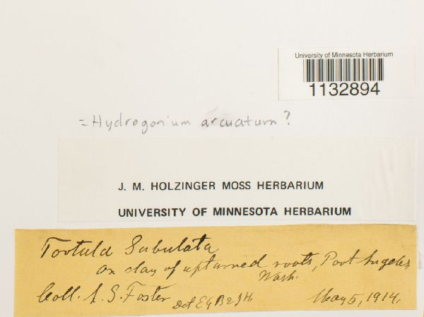 Hydrogonium arcuatum image