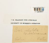 Hydrogonium arcuatum image