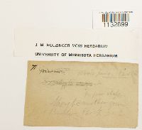 Hydrogonium arcuatum image