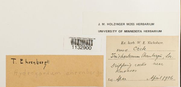 Hydrogonium ehrenbergii image