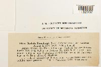 Hydrogonium ehrenbergii image