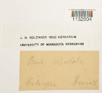 Hydrogonium arcuatum image