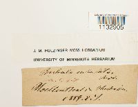 Hydrogonium arcuatum image