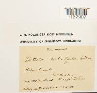 Hydrogonium arcuatum image