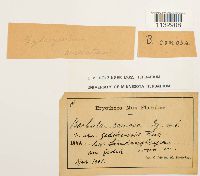 Hydrogonium arcuatum image