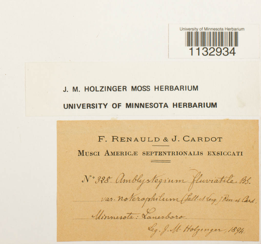 Hygroamblystegium fluviatile subsp. noterophilum image