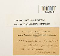 Media resource of Hygroamblystegium fluviatile