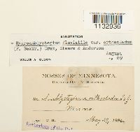 Hygroamblystegium tenax var. tenax image