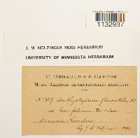 Media resource of Amblystegium fluviatile