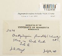 Hygroamblystegium fluviatile image