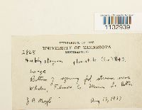 Hygroamblystegium fluviatile image