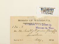 Hygroamblystegium fluviatile image