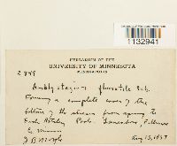 Hygroamblystegium fluviatile image