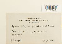 Hygroamblystegium fluviatile image