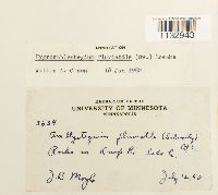 Hygroamblystegium fluviatile image