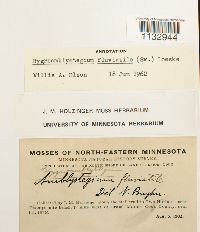 Hygroamblystegium fluviatile image