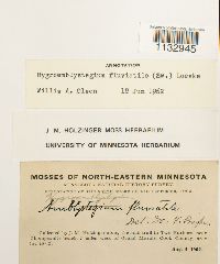 Hygroamblystegium fluviatile image