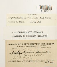 Hygroamblystegium fluviatile image