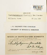 Hygroamblystegium fluviatile image