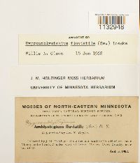 Hygroamblystegium fluviatile image