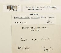 Hygroamblystegium fluviatile image