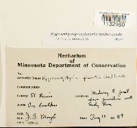 Hygroamblystegium fluviatile image